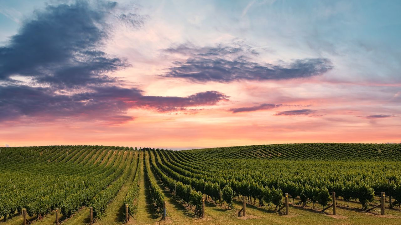 Picturesque view of a lush vineyard at sunset in New Zealand, showcasing vibrant skies and expansive fields.
